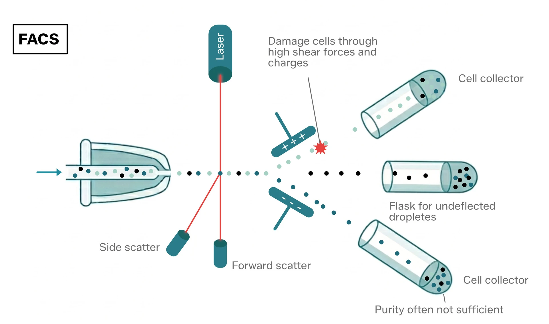 Fluorescence activated cell sorting (FACS)