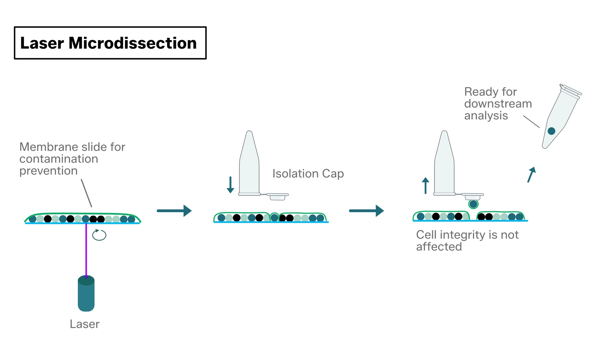 Laser Microdissection