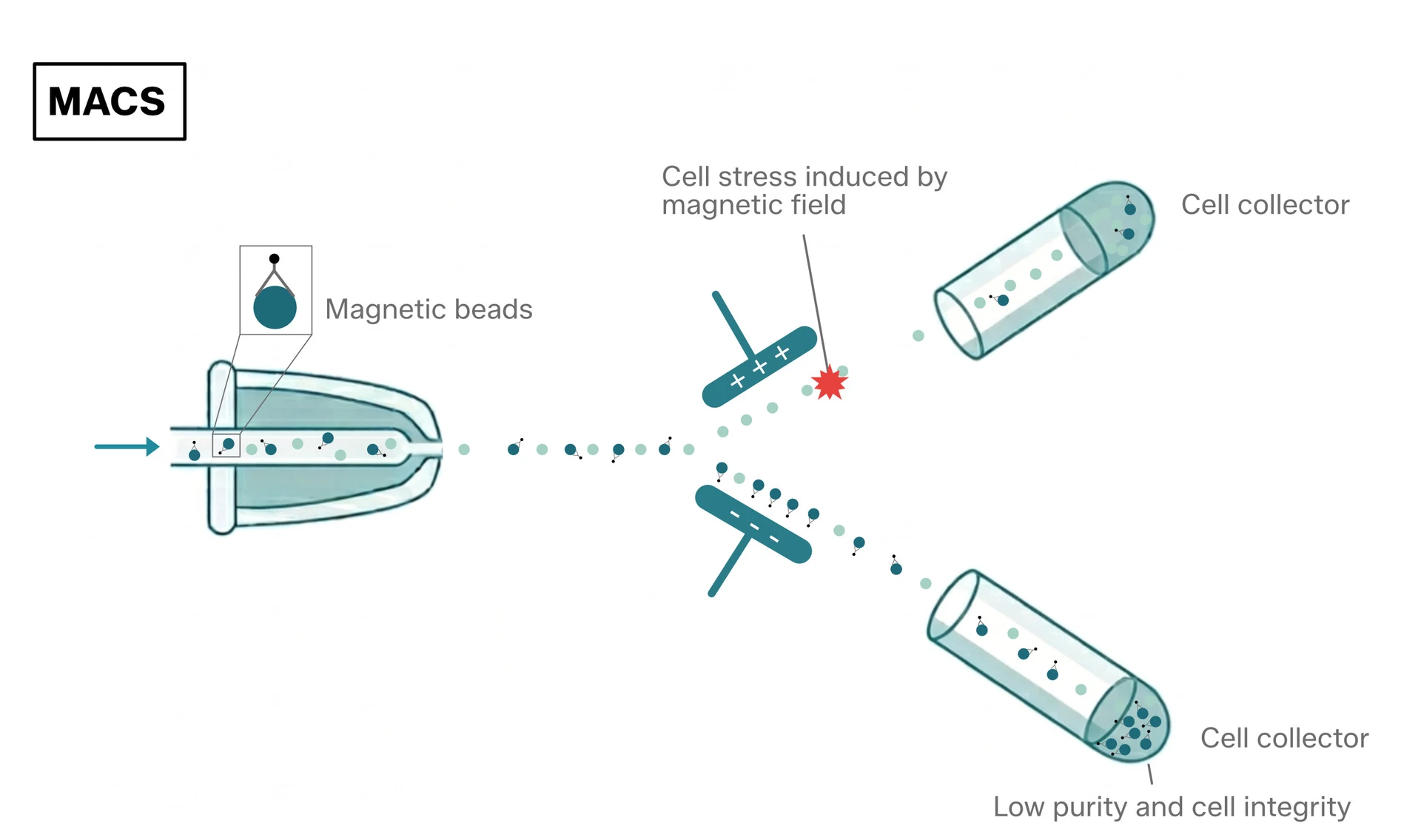 Magnetic-activated cell sorting (MACS)