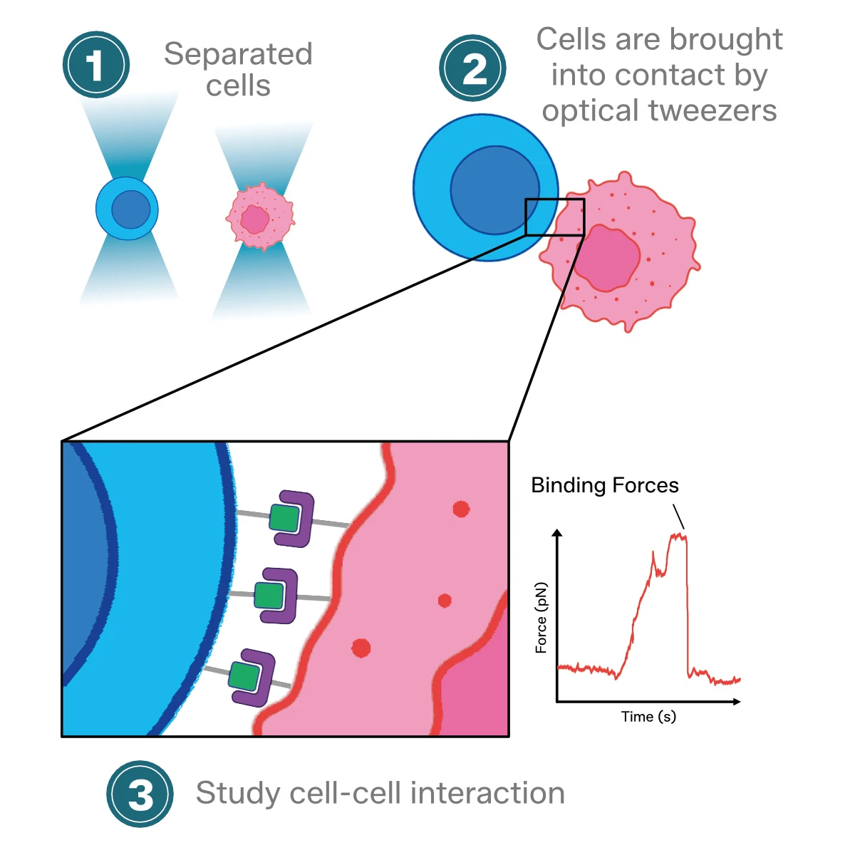 cell-interactions
