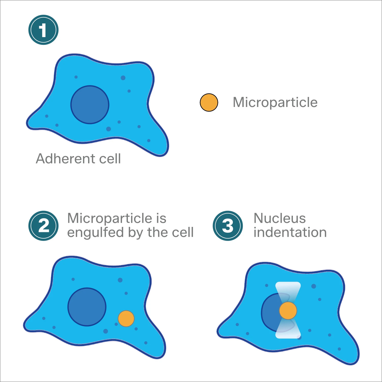 Intracellular Manipulations