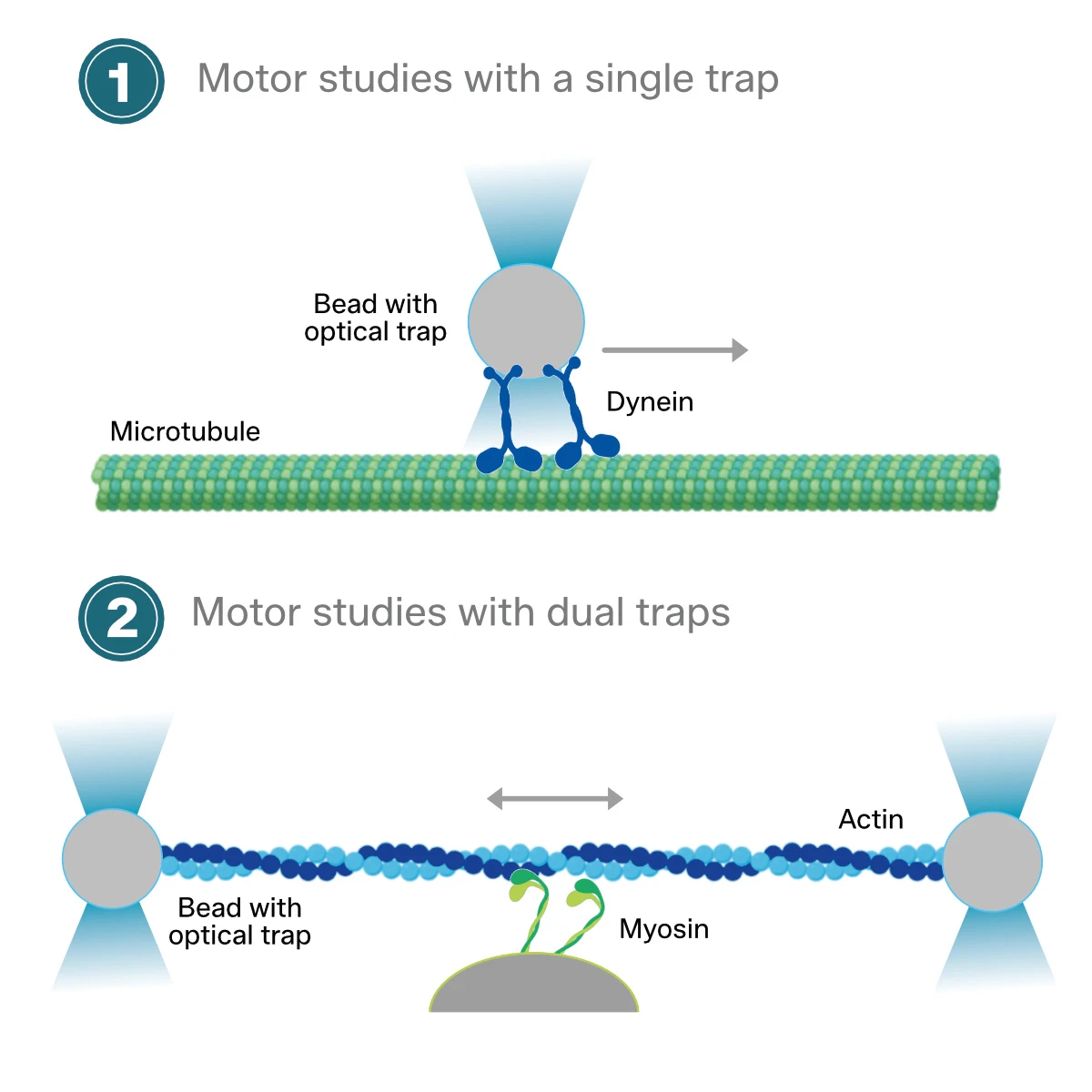 Molecular motor studies