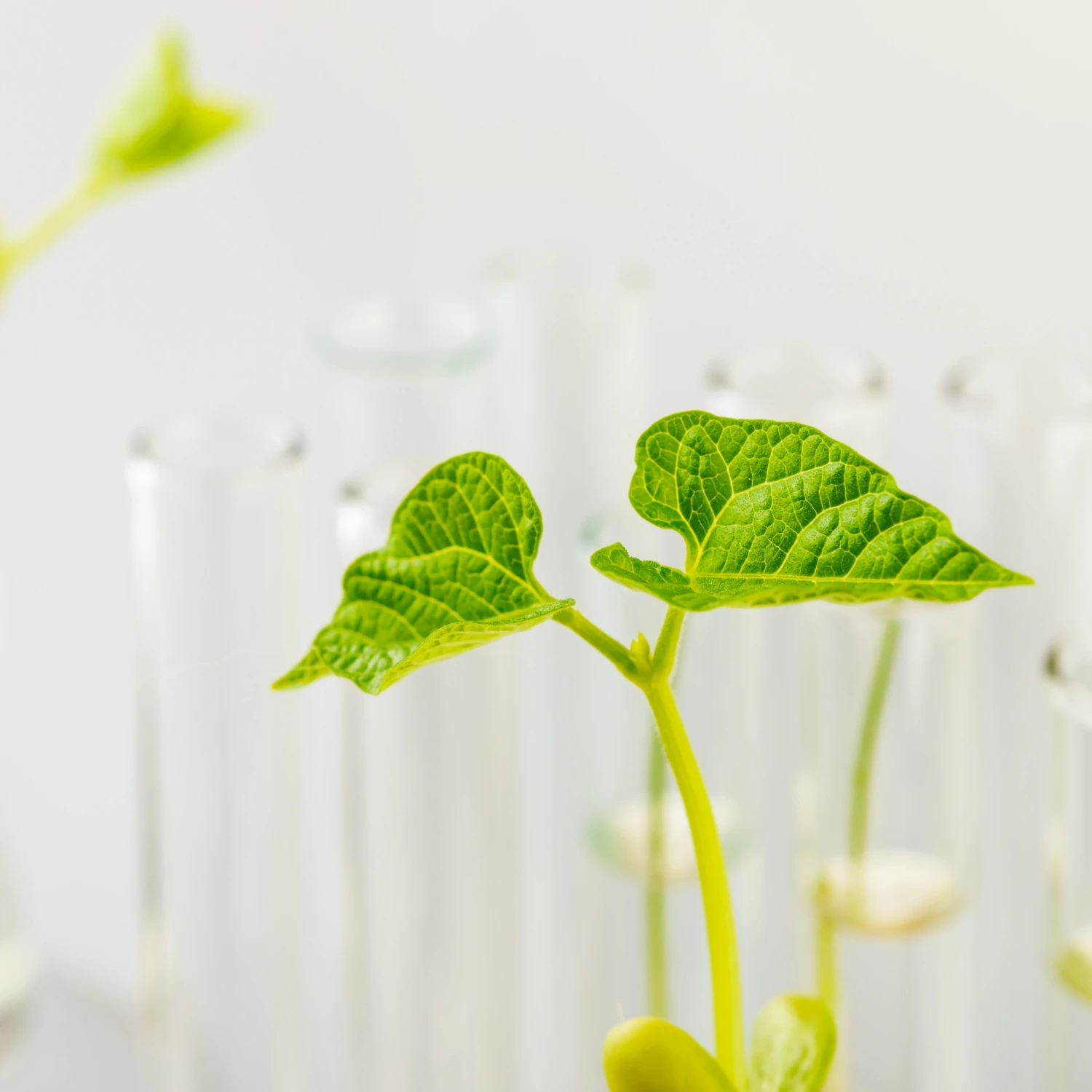Botany and Crop Science 