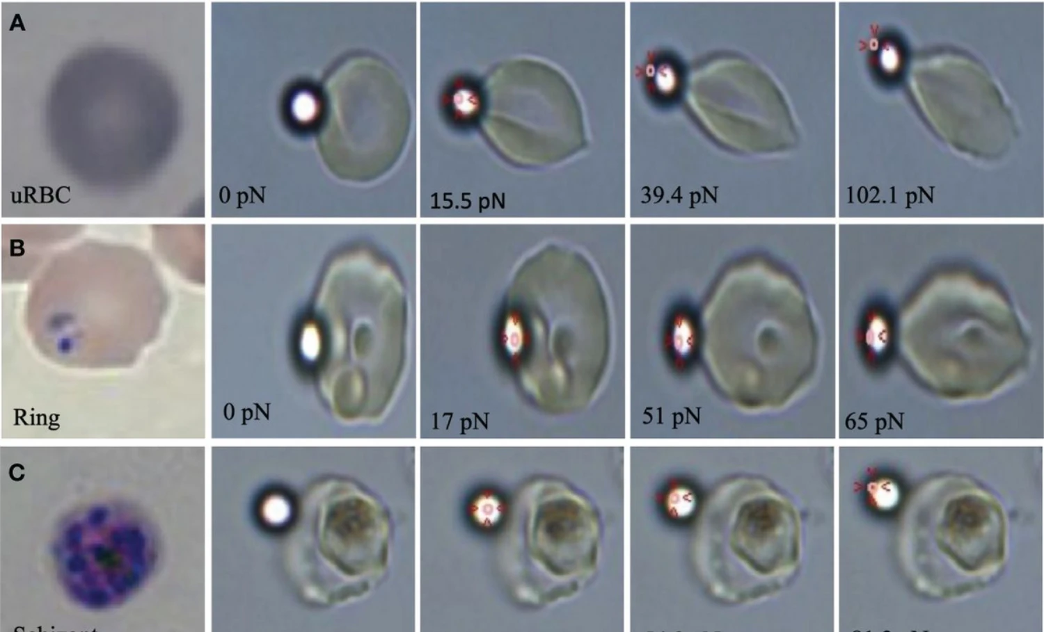 erythrocytes response
