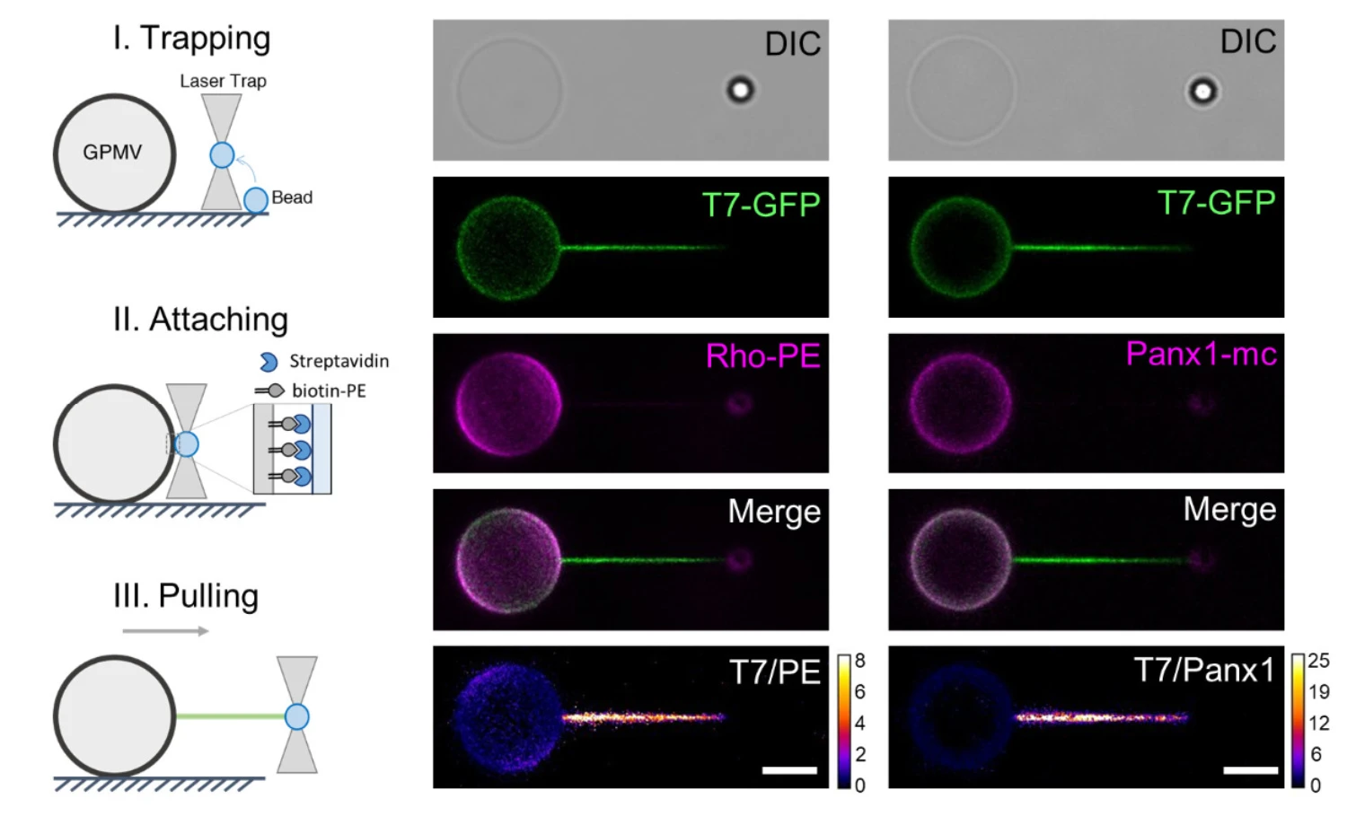 CellManipulator Optical Tweezers method was used to study membrane tether stabilization