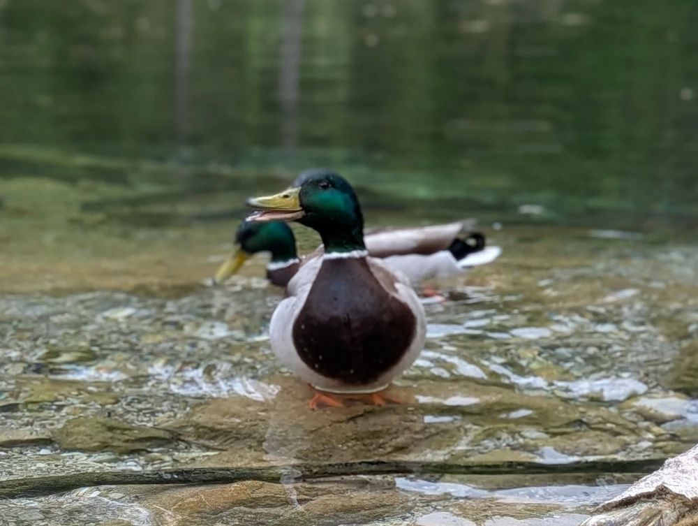 Hungry duck