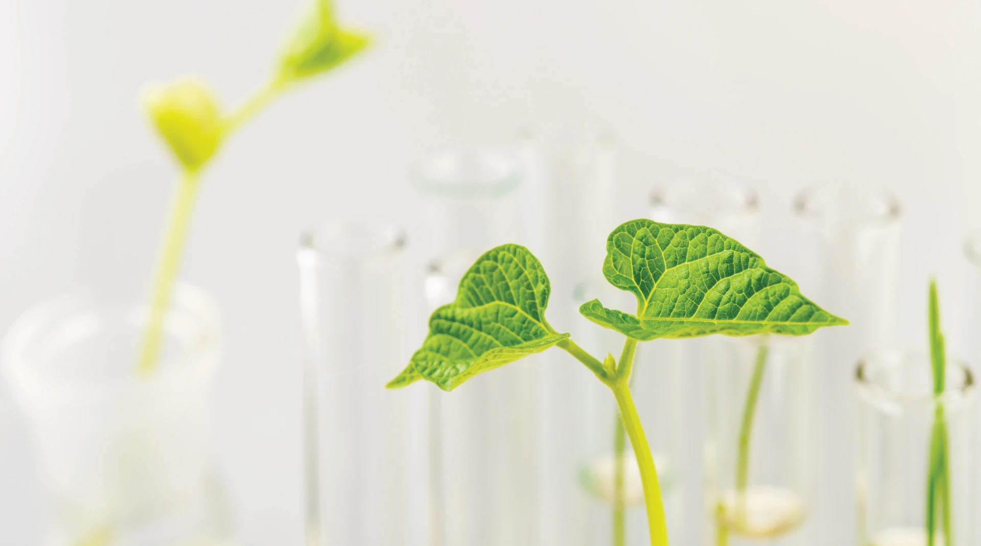 [Webinar] Plant vs Virus