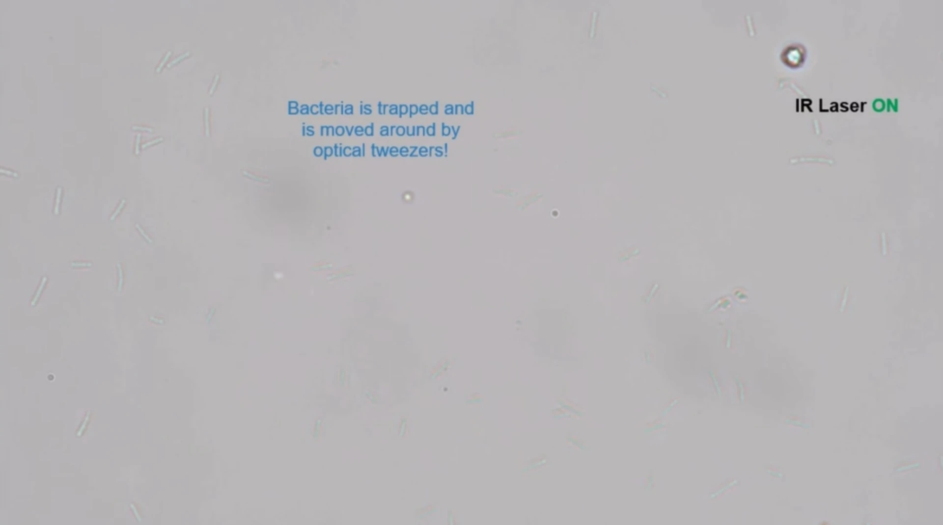 detaching-bacterium.mp4