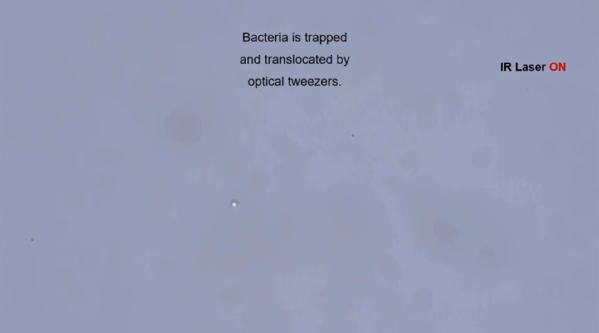 trapping-swimming-bacterium.mp4