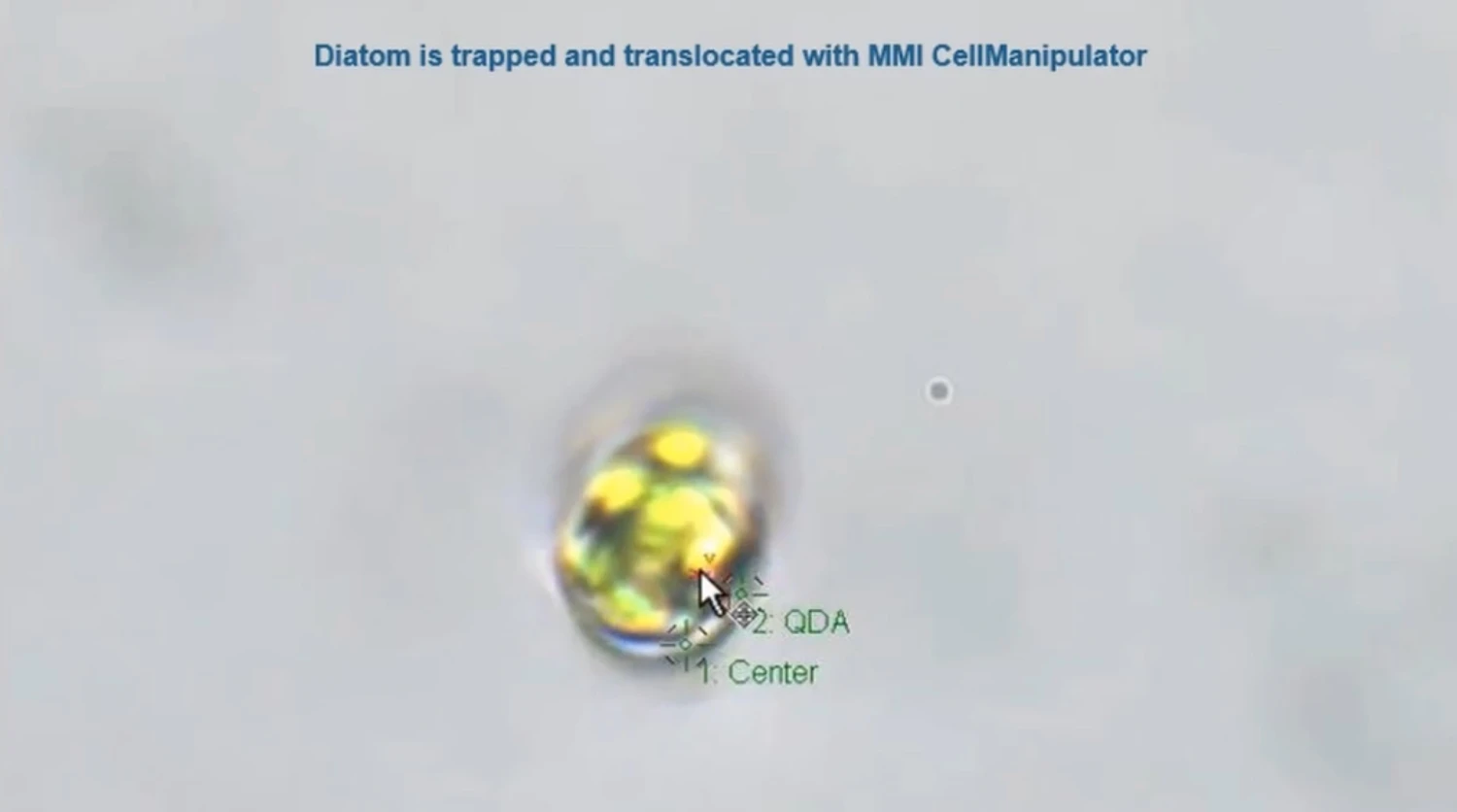 trapping-diatom.mp4