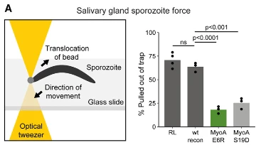 Malaria Sporozoite Motility Explored by Optical Tweezers