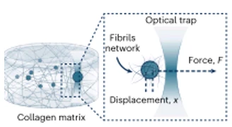 Optical Tweezers in Probing the Collagen Matrix Viscoelasticity