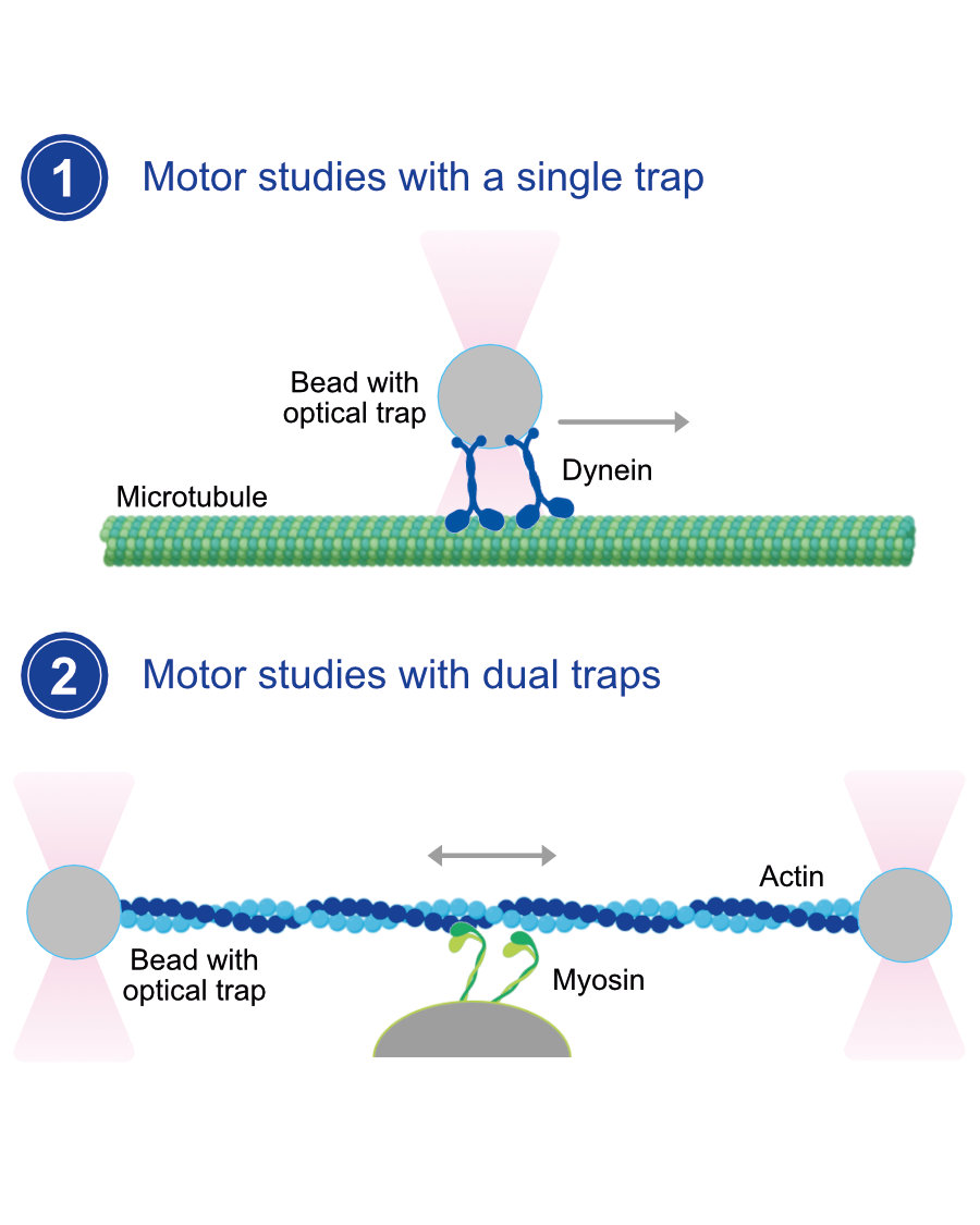 Molecular motor studies with MMI optical tweezers